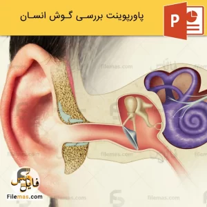 پاورپوینت گوش انسان