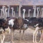 پاورپوینت پرورش شترمرغ