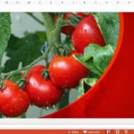 قالب پاورپوینت گوجه فرنگی