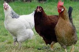پاورپوینت پرورش مرغ محلی