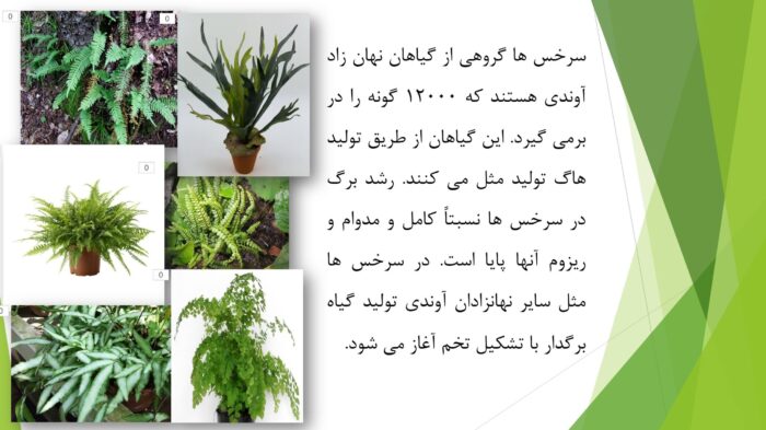 پاورپوینت گیاه سرخس (بررسی ریشه، ساقه و…)
