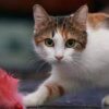 مقاله کمک به گربه خود برای سالم ماندن
