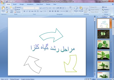 دانلود پاورپوینت مراحل رشد گیاه کلزا (فقط تصویر)