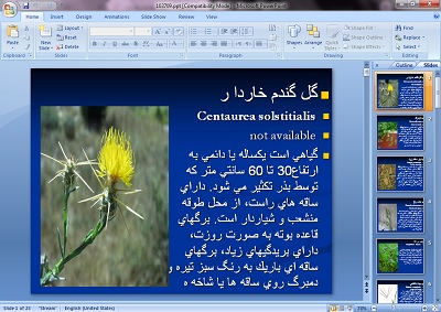 دانلود پاورپوینت گل گندم خاردار