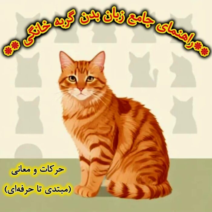 راهنمای کامل زبان بدن گربه خانگی + حرکات و عکس‌العمل‌های  (از مبتدی تا حرفه‌ای)