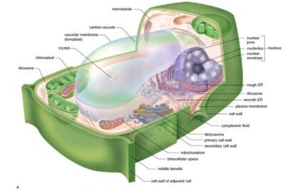 دانلود پاورپوینت بررسی تشریح و فیزیولوژی گیاهی