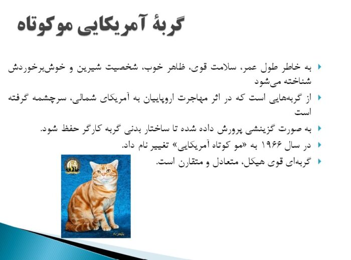 پاورپوینت معروف ترین نژادهای گربه